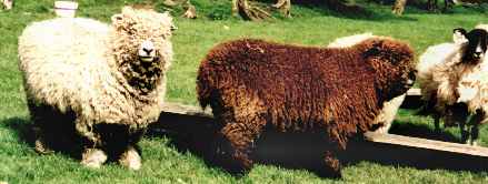 Ryeland Sheep