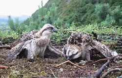 Osprey Nest