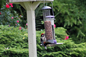 woodpecker